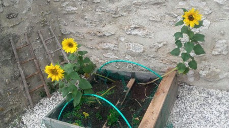 La récolte